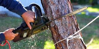 Reliable Whittier, CA Tree Care Solutions