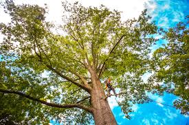 Best Tree Removal  in Whittier, CA