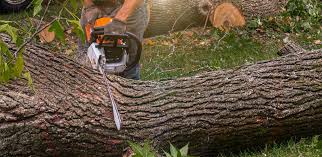 Best Lawn Maintenance Plans  in Whittier, CA
