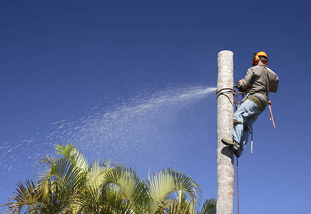 Reliable Whittier, CA Tree Care Solutions