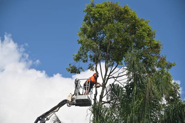 How Our Tree Care Process Works  in  Whittier, CA
