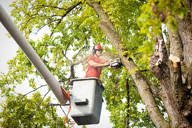 Best Tree Mulching  in Whittier, CA